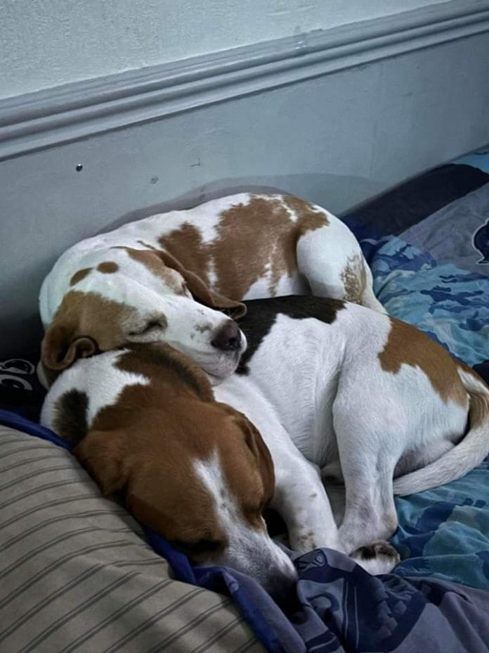 There has been a possible sighting of him at the cricket club at Elvaston Castle