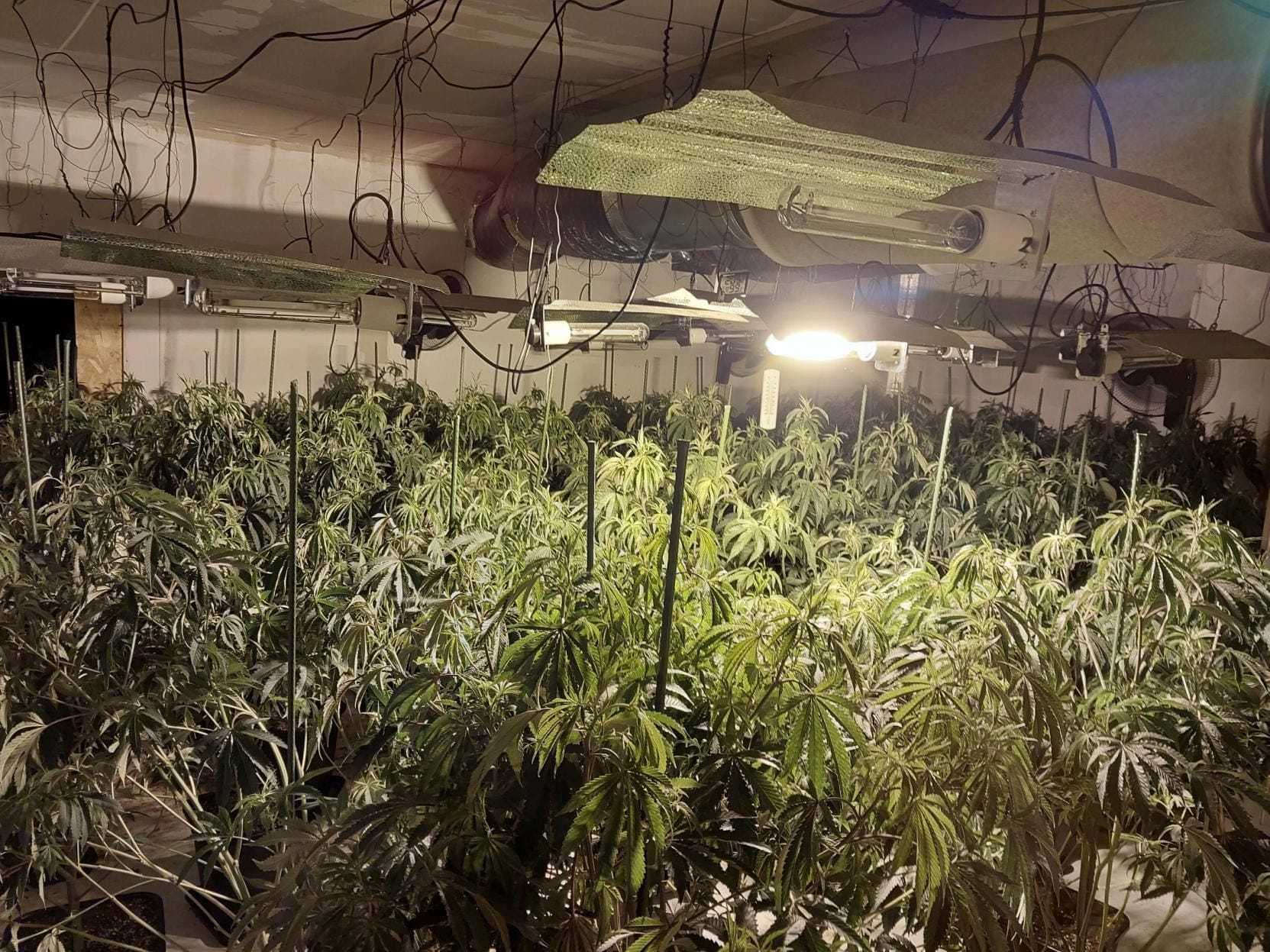 cannabis derby Dorjan Kaca, 30, and Ledjan Papajani, 39, both of no fixed address were further remanded into prison custody