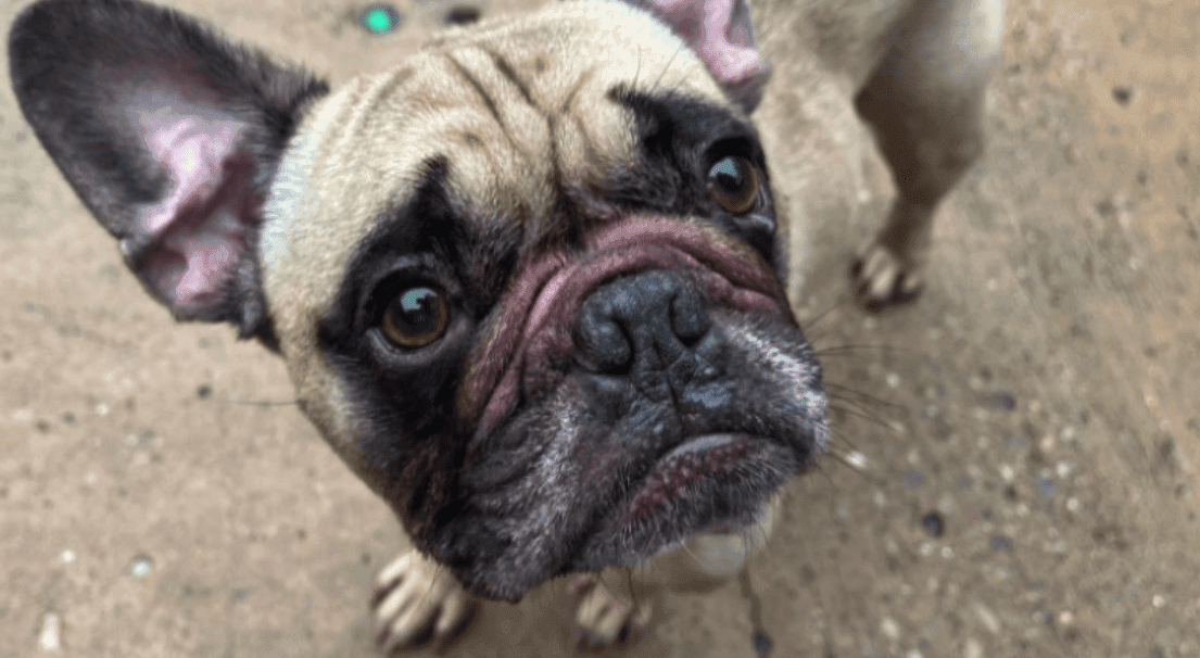 Screenshot 2024-10-19 at 05.43.07 Louie, described as a lovable and energetic dog, suffers from Brachycephalic Obstructive Airway Syndrome (BOAS).