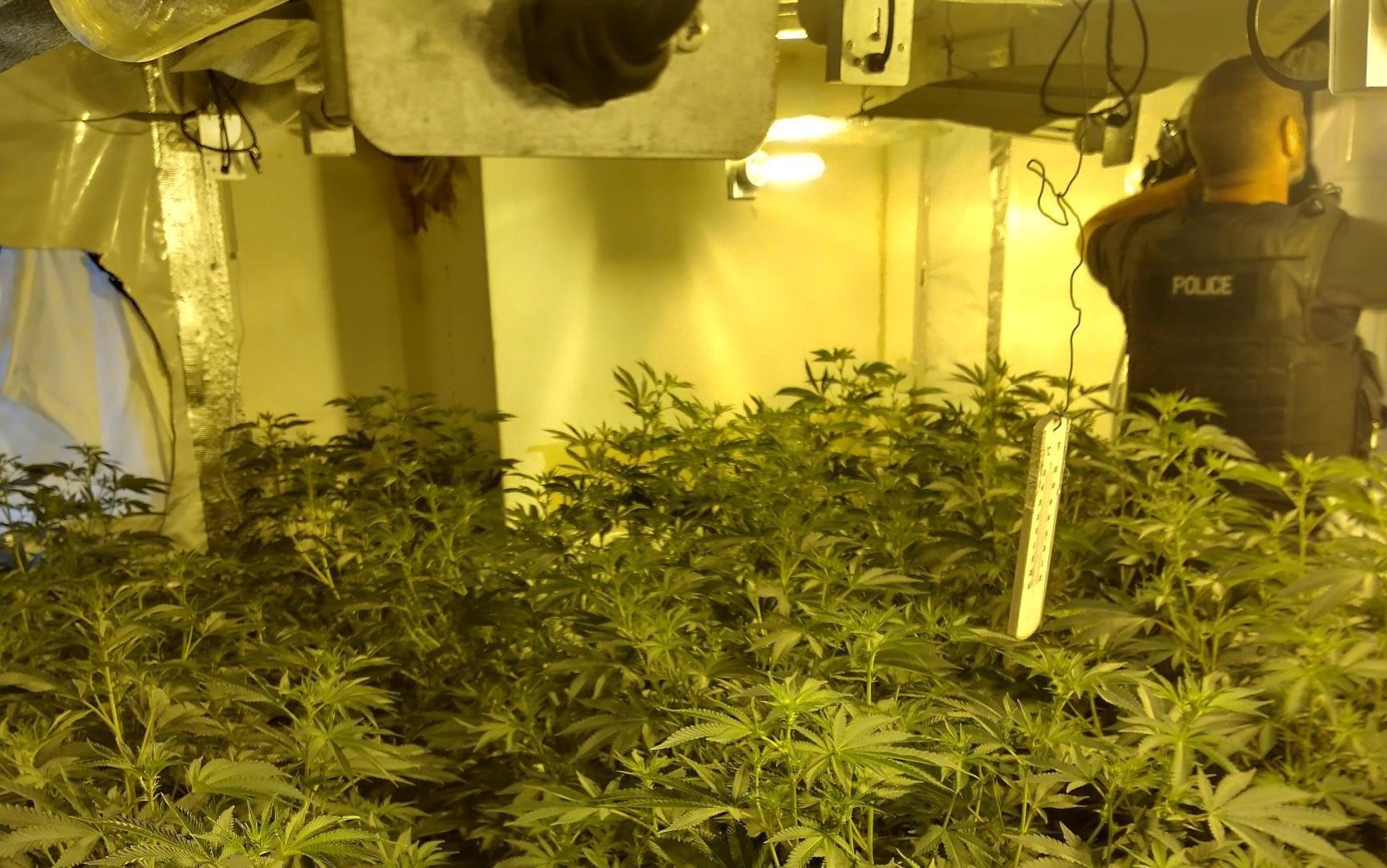 Police Officers have uncover a large grow and an illegal cigarette hub in the Newbold area of Chesterfield. The large grow was found on the second floor of a building in Stand Road on 21 July 2022 Police Officers have uncover a large grow and an illegal cigarette hub in the Newbold area of Chesterfield. The large grow was found on the second floor of a building in Stand Road on 21 July 2022