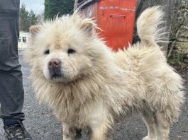 The Chow Chow as she was found, matted, distressed, and wandering dangerously on the A52.