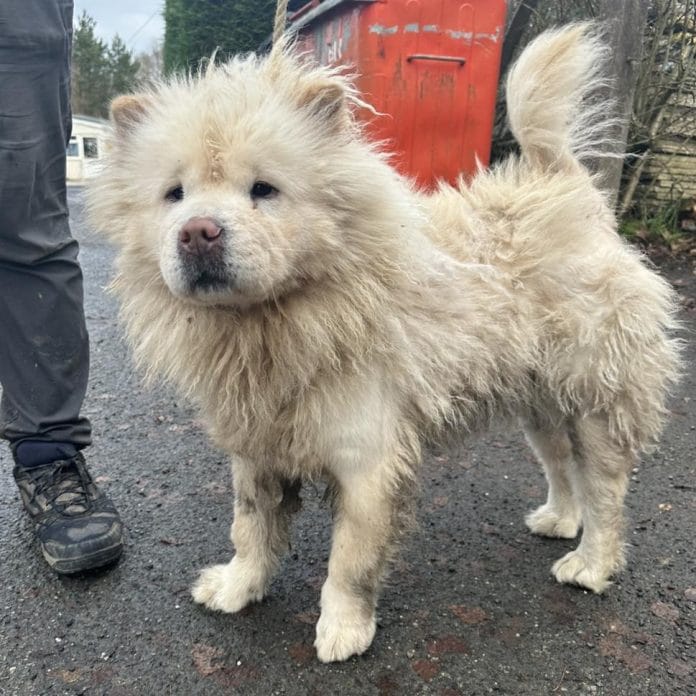 The Chow Chow as she was found, matted, distressed, and wandering dangerously on the A52. The Chow Chow as she was found, matted, distressed, and wandering dangerously on the A52.