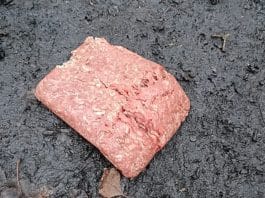 Mince Meat Dog Trap: A slab of suspicious meat discovered on a Derby footpath sparks safety concerns among dog walkers.